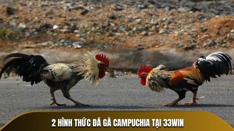 2 hình thức đá gà Campuchia tại 33WIN