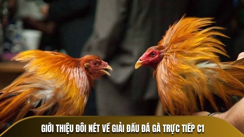 Giới thiệu đôi nét về giải đấu đá gà trực tiếp C1