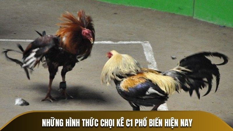 Những hình thức chọi kê C1 phổ biến hiện nay